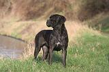 CANE CORSO 1381